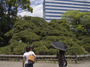 130512三百年の松と高層ビル@エコカフェ.jpg