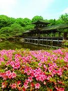 130605平安神宮@青柳.jpg