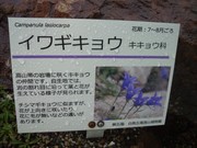 130707イワギキョウ看板@エコカフェ.jpg