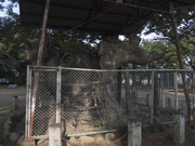 130714鹿島神社大欅@エコカフェ(埼玉ミニ農園).jpg
