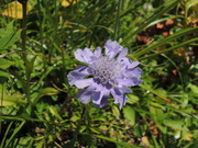 130817タカネマツムシソウ花@エコカフェ.JPG