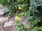 130817ミヤマキンポウゲ@エコカフェ(白山).JPG