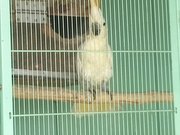 130824コキサカオウム@エコカフェ.jpg