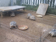 130824マダガスカルホシガメ@エコカフェ.jpg