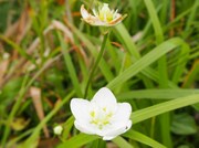 130908ウメバチソウ花@エコカフェ.JPG