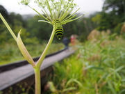 130908キアゲハ芋虫@エコカフェ.JPG