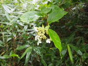 130908ツルアジサイ@エコカフェ(桧枝岐村).JPG