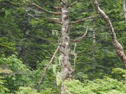 130908ナガサルオガセ@エコカフェ(桧枝岐村).JPG