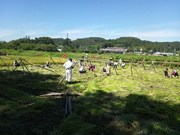 130928ベネワン村稲刈り風景@エコカフェ(真保).jpg