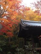 131124圓光寺@青柳n.jpg