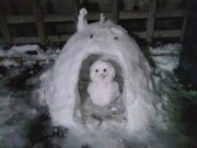 140209かまくらと雪だるま@エコカフェ.jpg