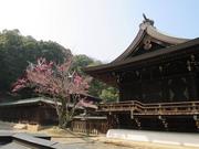 140318吉備津彦神社@青柳_n.jpg