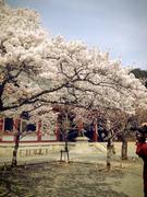 140412鞍馬寺満開@青柳.jpg