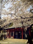 140412鞍馬寺金堂@青柳.jpg