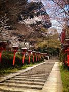 140412鞍馬寺@青柳_n.jpg
