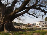 140415野間の大ケヤキ@エコカフェ(川合).jpg