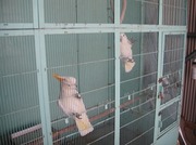 140425コキサカオウム@エコカフェ.jpg