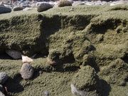 140428父島西海岸鶯砂@エコカフェ.JPG