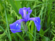 140504カキツバタ花@エコカフェ.JPG