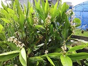 140525ゲットウ開花@エコカフェ.jpg
