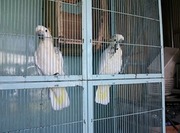 140630コキサカオウム@エコカフェ.jpg