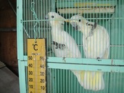 140804コキサカオウム@エコカフェ.jpg