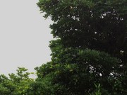 140831ヒメユズリハ@エコカフェ.JPG