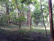 140922群馬東吾妻町の森@エコカフェ(渡邊).jpg