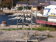 141107イカ干し@エコカフェ.JPG