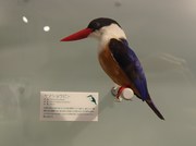 141109ヤマショウビン@エコカフェ.JPG