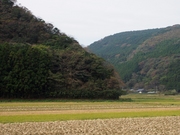 141109佐護地区水田風景@エコカフェ.JPG