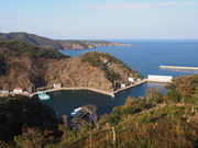 141109鰐浦のヒトツバタゴ群生地@エコカフェ.JPG