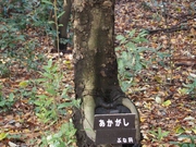 141130アカガシ樹皮@エコカフェ.JPG