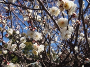 150201白梅の花@エコカフェ.JPG