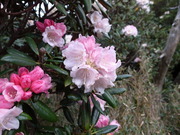 150520rhododendron@エコカフェ(藪井).JPG