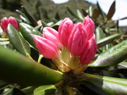 150520rhododendron@エコカフェ(藪井) (2).JPG