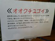 150627オオクチユゴイ解説@エコカフェ.jpg
