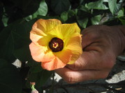 2006オオハマボウの花@エコカフェ.jpg