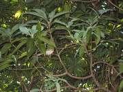 2006オガサワラハシナガウグイス@エコカフェ.jpg