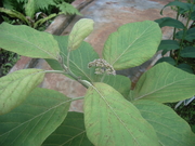 20100508オオバシマムラサキ蕾@エコカフェ.JPG