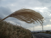 IMGP9761.JPG