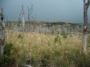 IMGP9766.JPG
