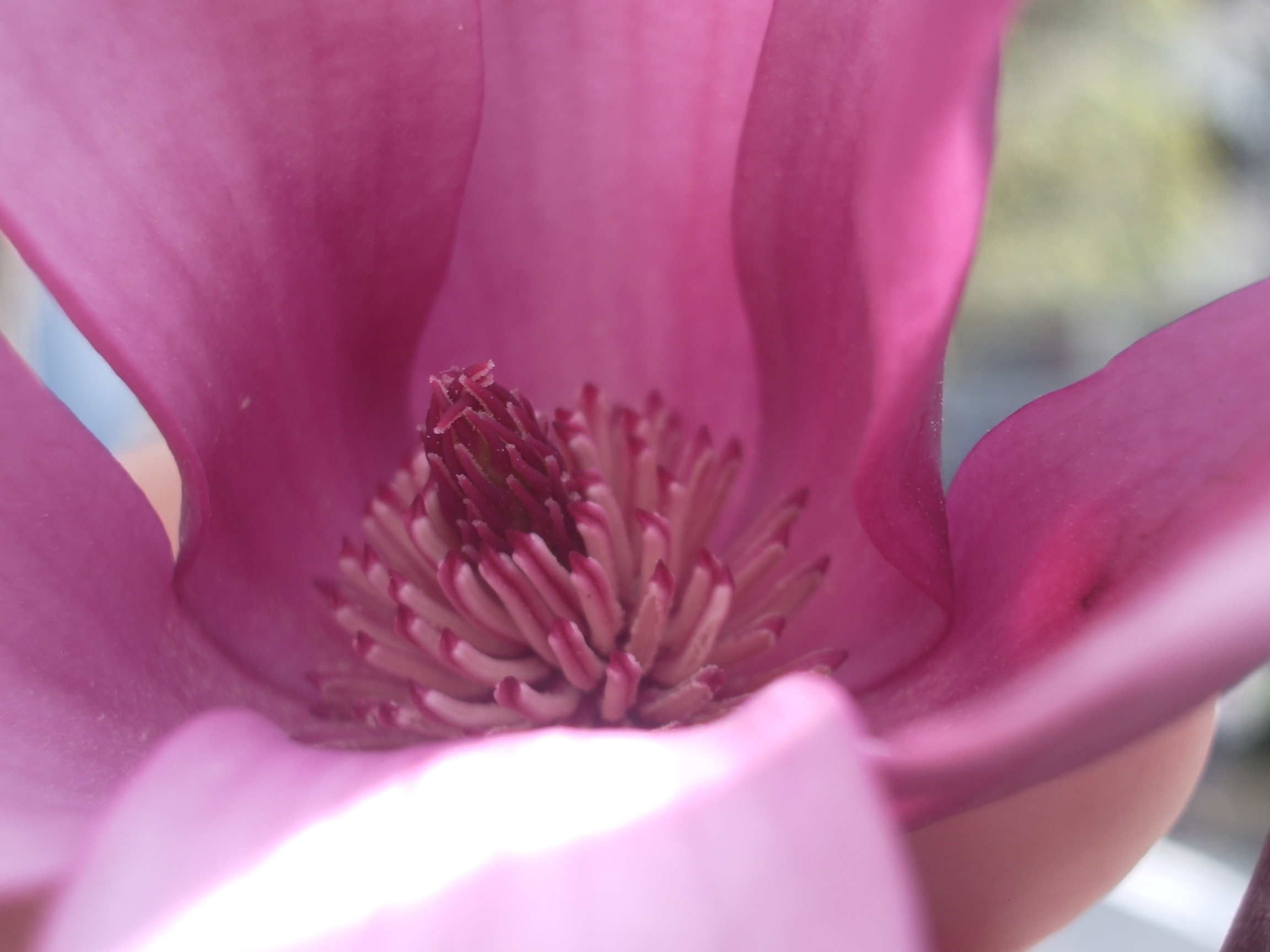 ビーグル号 冒険の旅にでかけよう シモクレン 紫木蓮 の花に魅せられて
