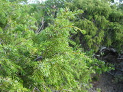 IMG_3128.JPG