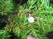 IMG_8730.JPG