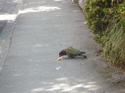 NZ0104 161.jpg
