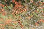 dsc07993.jpg