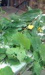 20100730173043.jpg