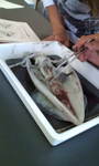 20100922152307.jpg