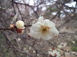 DSC_0930.jpg
